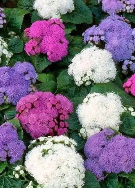 Ageratum F1 Hawaii Mixed Color - Flower Seeds