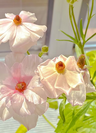 Rare Varieties Butterfly Ranunculus Asiaticus Flower Seeds