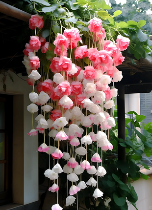 Weeping Begonia (Begonia pendula)
