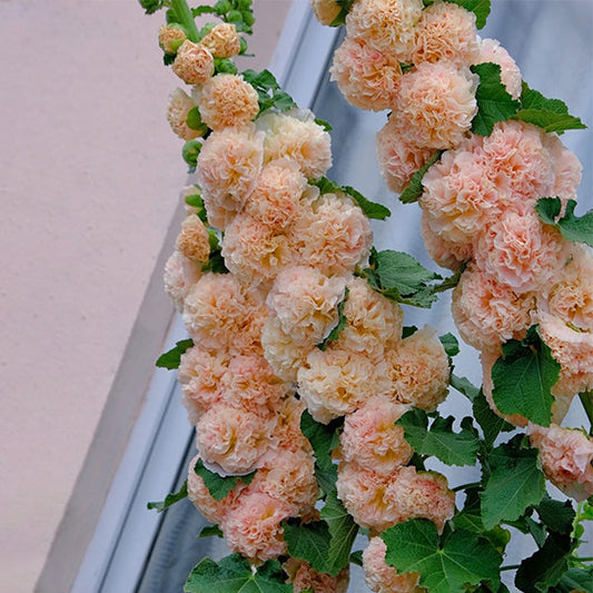 Alcea, Hollyhocks Peaches and Dreams