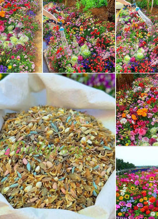Mixed Perennial Flowers Seeds-Over 80 kinds mixed