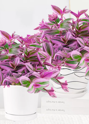 Oil Painting Spider Plant Seeds