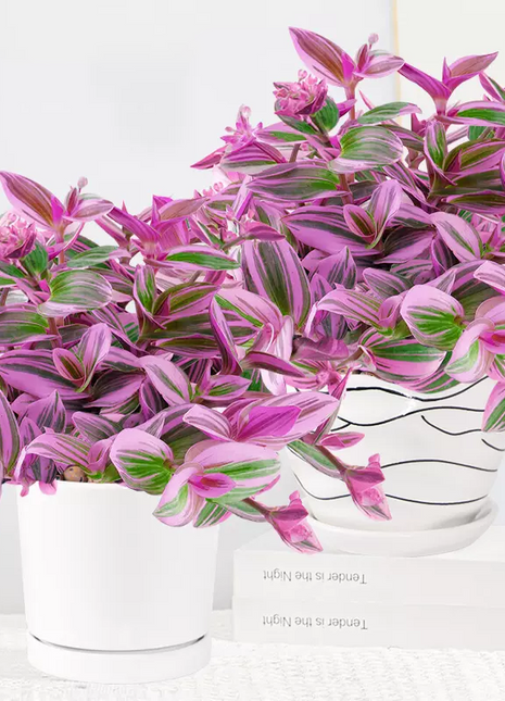 Oil Painting Spider Plant Seeds