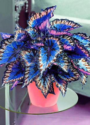 50pcs/Bag Coleus Bonsai Flower Leaf Plants Rainbow Dragon Seeds Garden