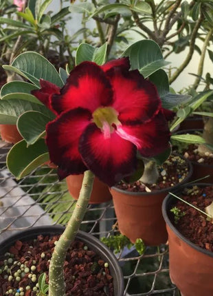 Red heart with black border desert Rose Seeds