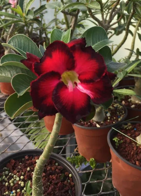 Red heart with black border desert Rose Seeds