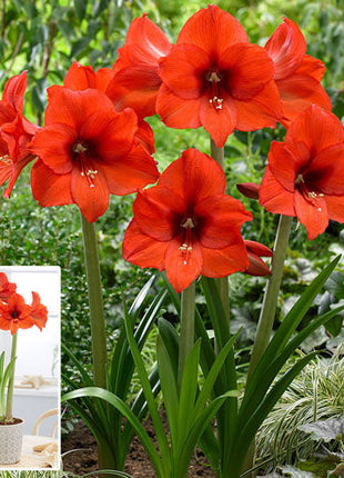 Princess Margriet Amaryllis