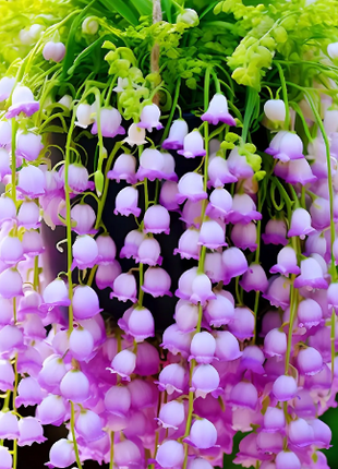 💐Lily of the Valley - Happiness Arrives