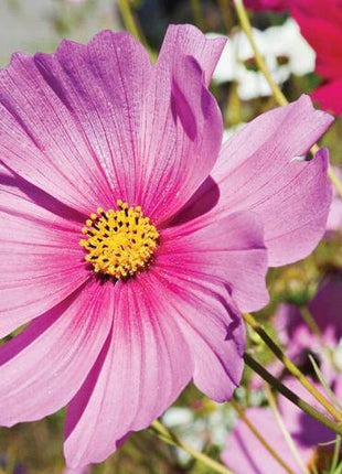 Pink Cosmos