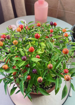 Chinese Five-Color Pepper Ornamental Pepper