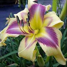 Daylily Hybrid Flowers Seed