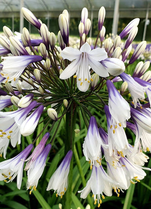 🎁New Year Sale🎁Agapanthus africanus 'Fireworks'