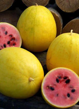 Watermelon, Red in Gold Hybrid, Golden Midget Watermelons