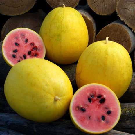 Watermelon, Red in Gold Hybrid, Golden Midget Watermelons