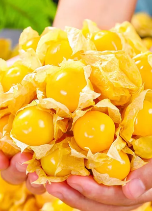 🍒Golden Berry Seeds Lantern Fruit Seeds—Golden Fruit