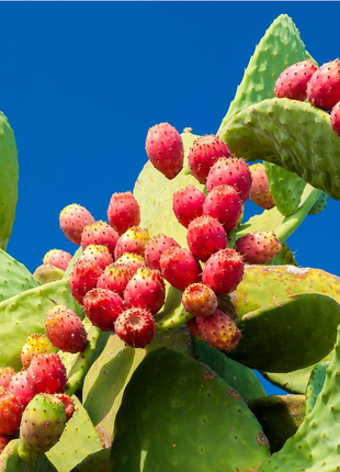 Edible Nopales Prickly Pear Cactus Seeds