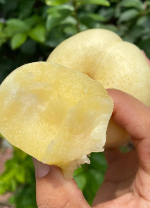 Nectarine Flat Seeds