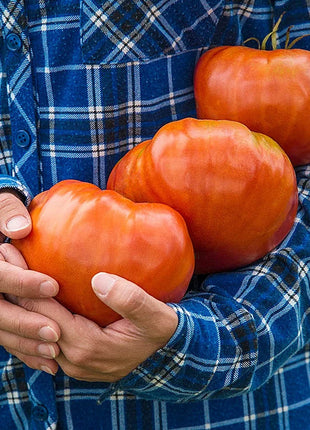 GIANT DELICIOUS TOMATO / UP TO 2KG
