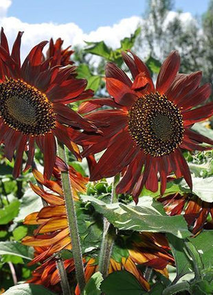 Sunflower Infrared Mix F1