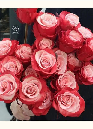 Garden of Dreams with Rare Color Varieties of Rose Seeds