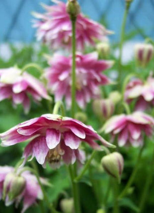 NORA BARLOW Pink COLUMBINE Aquilegia Caerulea Flower Seeds