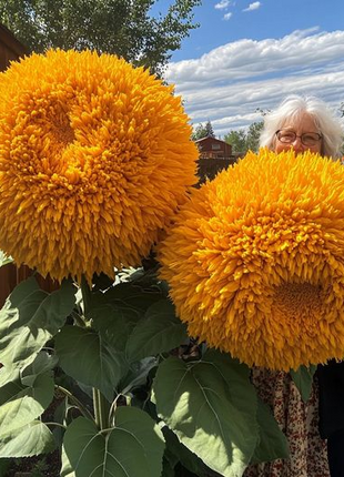 Giant Teddy Bear Sunflower Seeds