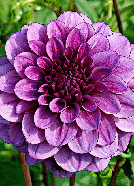 💐Colorful Dahlia Seeds-The Power of Life