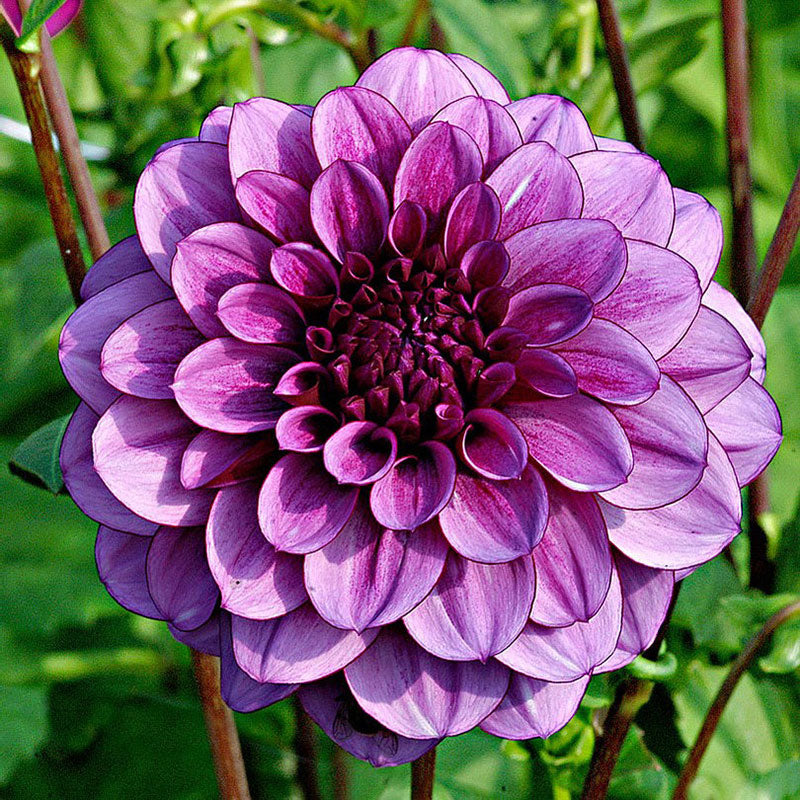 💐Colorful Dahlia Seeds-The Power of Life