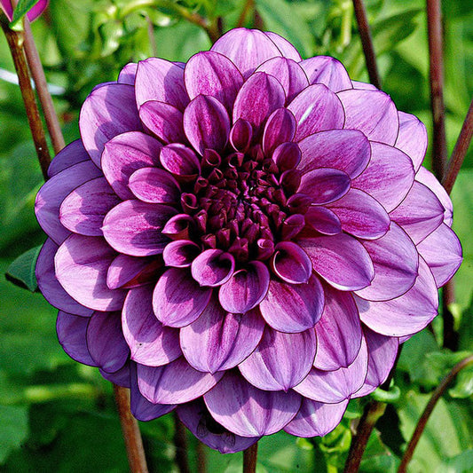 💐Colorful Dahlia Seeds-The Power of Life