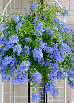 💙Blue Snowflake Seeds—Sky Flower