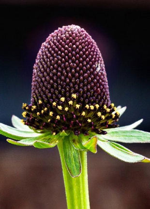 WESTERN CONEFLOWER Rudbeckia Occidentalis Green Wizard aka Rayless Naked Chocolate Black Flower Herb Seeds