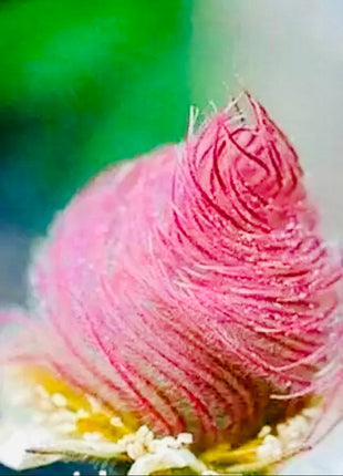 Prairie Smoke Flower Seeds