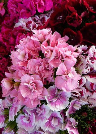 Sweet William Seeds - Herald of Spring Mix