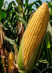 Corn / 100 seeds