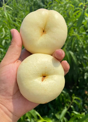 Nectarine Flat Seeds