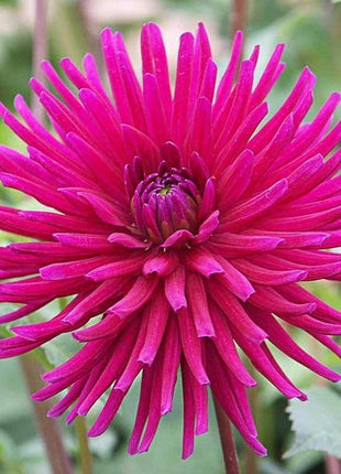 CACTUS DOUBLE DAHLIA Mix Variabilis Mixed Colors Hummingbird Flower Seeds