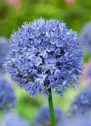 Giant Allium Giganteum Ornamental Onion Flower