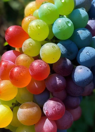 50 Seeds New Rare Rainbow Hybrid Grape Organic