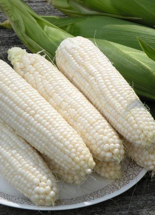 Sweet Corn Freedom MXR F1