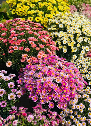 🌼Insect Killers: Pyrethrum Daisy Seeds