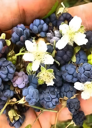 Giant Raspberry Seeds -92% Germination🌱