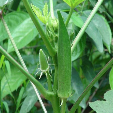 Lady Finger/ Okra Seed