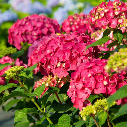 200pcs Red Hydrangea Seeds – Bold & Vibrant Blooms for Garden Borders, Pots & Statement Landscapes