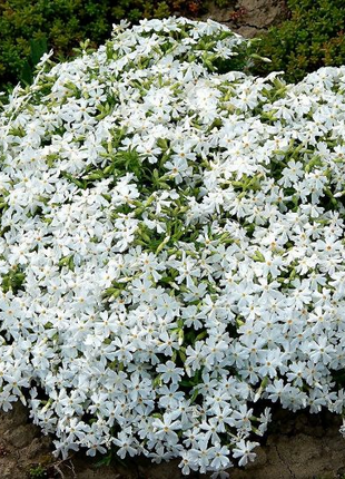 💐Vibrant Tapestry of Color ✨Creeping Phlox Seeds, Shibazakura Seeds