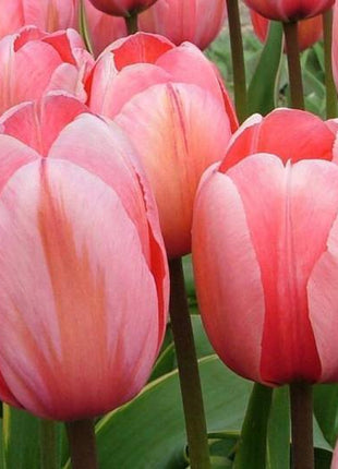 NEW!!!100pcs/ Bag-Tulip Seeds Garden Flower Plant Flowers