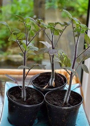 50/100 Organic Indigo Rose Tomato Seeds, Heirloom, Non-GMO, Solanum Lycopersicum