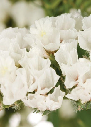White Static Flower Seeds