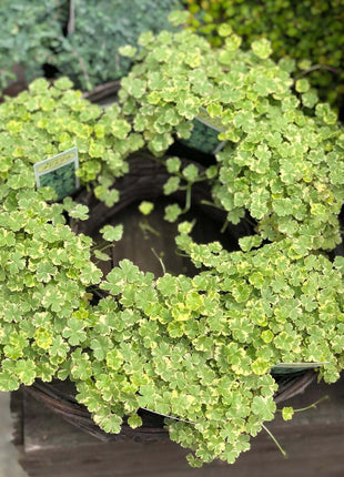 Coriander leaf 'Crystal Candy'