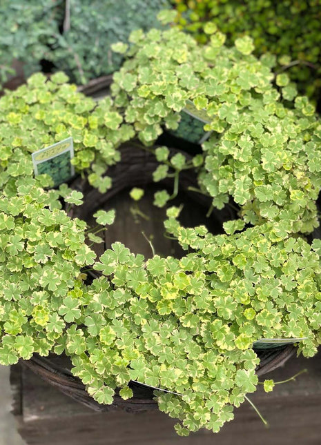 Coriander leaf 'Crystal Candy'