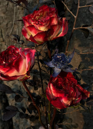 Rare Multi-color Roses-Apple Jack Seeds